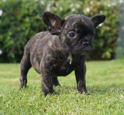 Bulldog