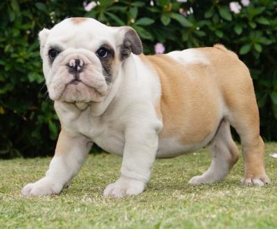 Bulldog