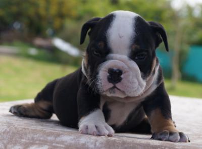 Bulldog