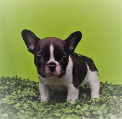 Bulldog