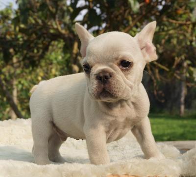 Bulldog