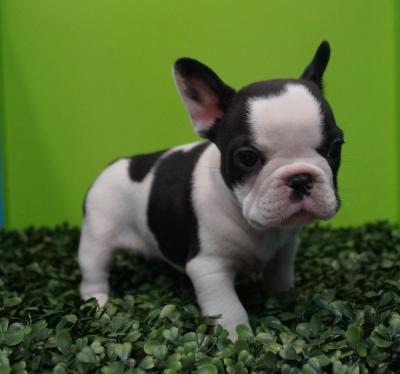 Bulldog