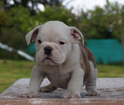 Bulldog