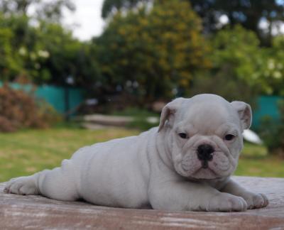 Bulldog