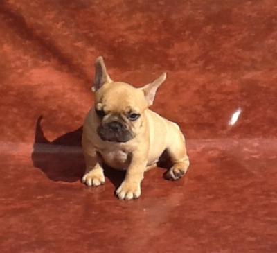 Bulldog