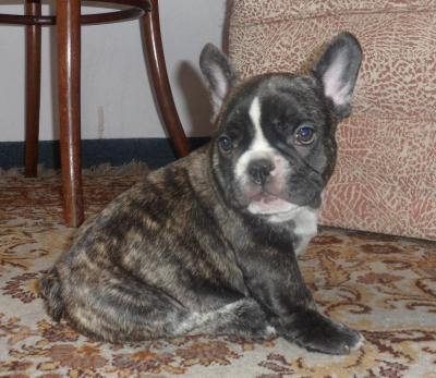 Bulldog