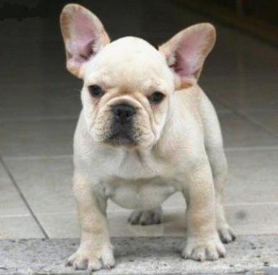 Bulldog