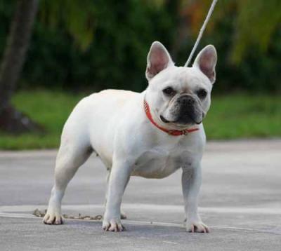 Bulldog