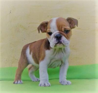 Bulldog