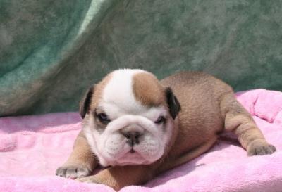 Bulldog