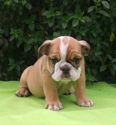 Bulldog