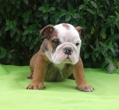 Bulldog