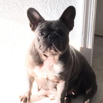 Bulldog