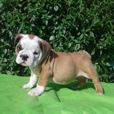Bulldog