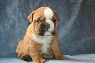 Bulldog