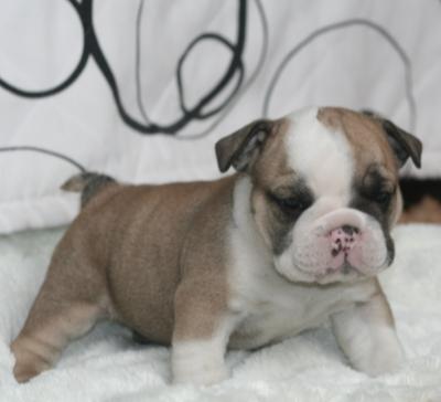 Bulldog