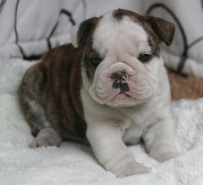 Bulldog