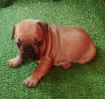 Bulldog