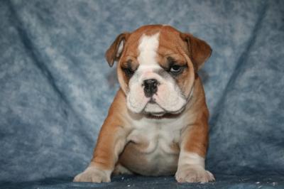 Bulldog