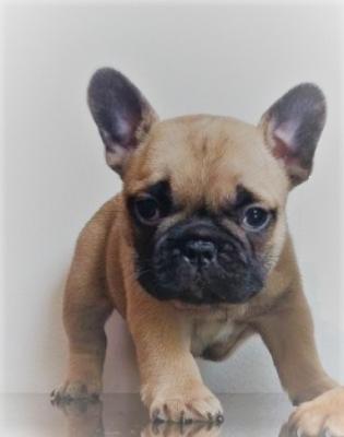 Bulldog