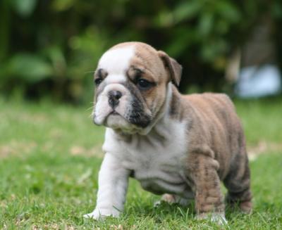 Bulldog