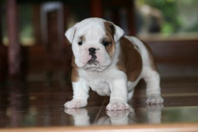 Bulldog