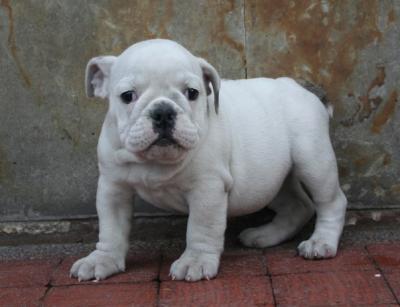 Bulldog