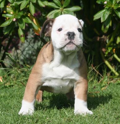 Bulldog