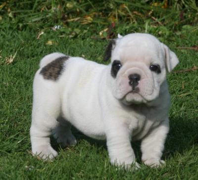 Bulldog