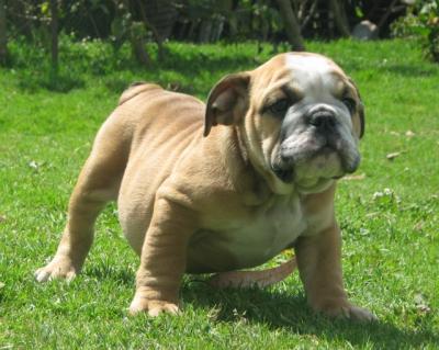 Bulldog