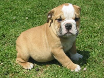 Bulldog