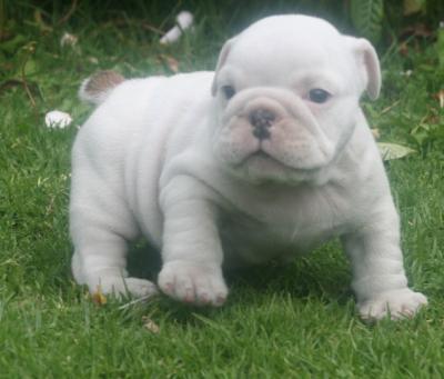 Bulldog