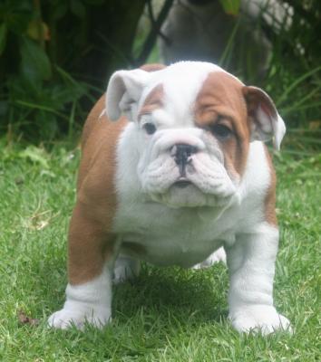 Bulldog