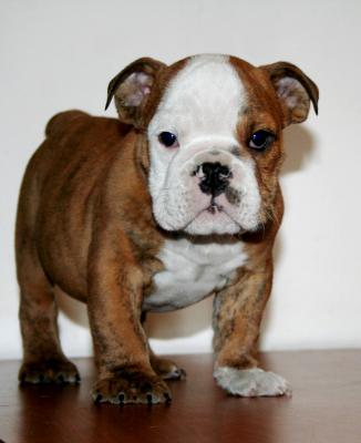 Bulldog