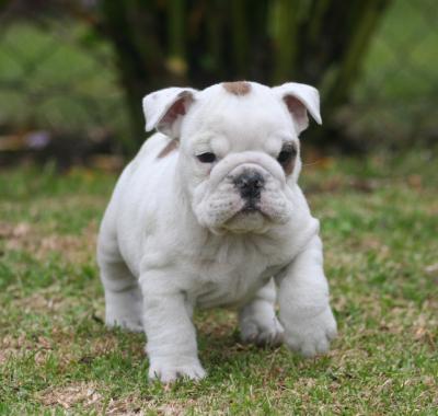 Bulldog