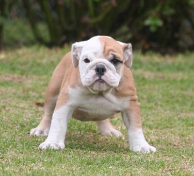 Bulldog