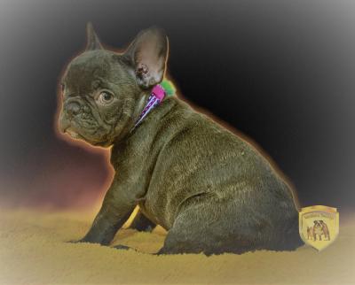 Bulldog