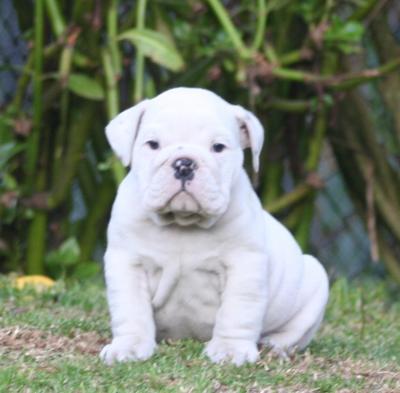 Bulldog