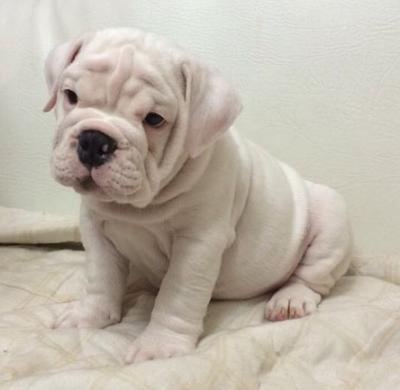 Bulldog