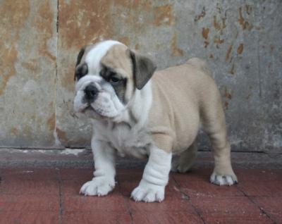 Bulldog