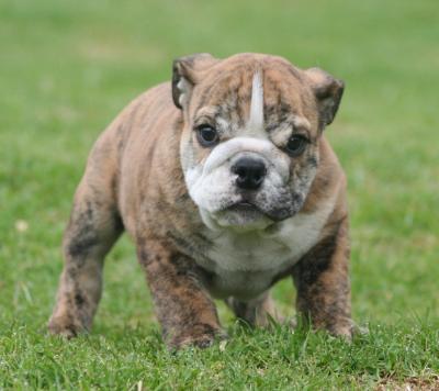 Bulldog