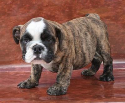 Bulldog