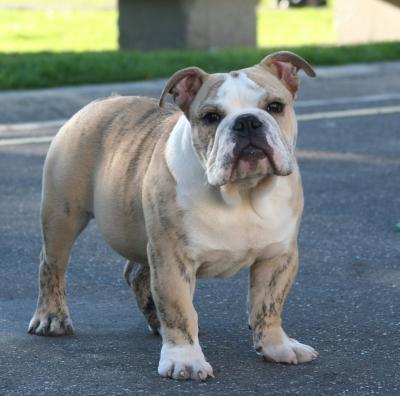 Bulldog