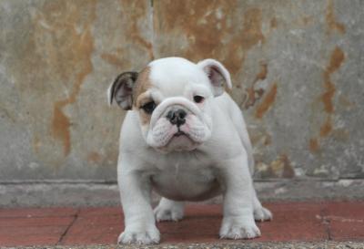 Bulldog