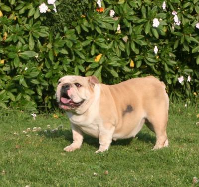 Bulldog