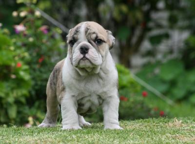 Bulldog