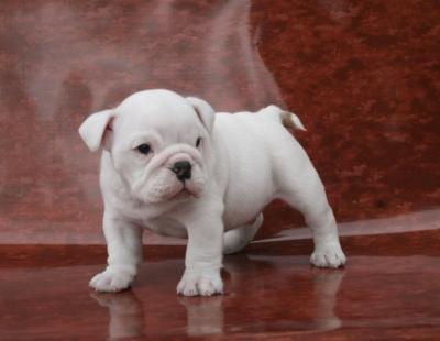 Bulldog