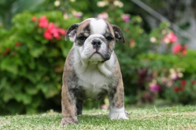 Bulldog