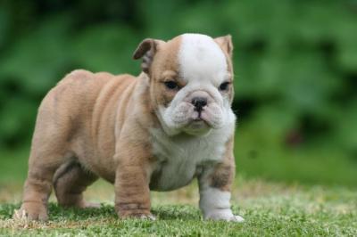 Bulldog