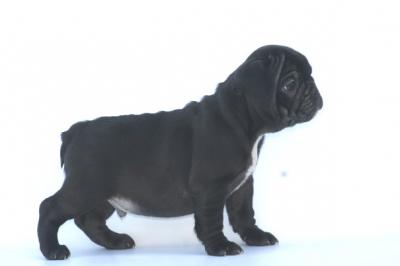 Bulldog